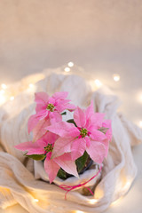 Obraz na płótnie Canvas Christmas pink poinsettia potted with beige knitted pullover with sparkling garland