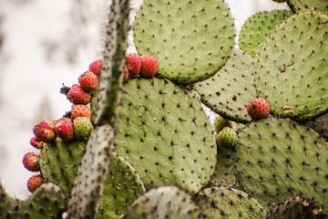 Nopal