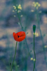 Obraz premium Poppy flower field yellow France beautiful garden floral blossom