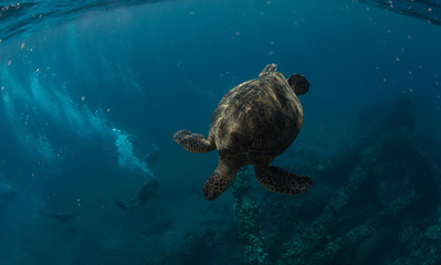 Obraz premium Hawaiian Green Sea turtle on a coral reef in Maui