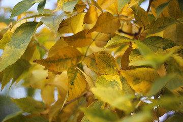Autumn golden leaves on Ash tree branches. Beautiful autumn background with foliage