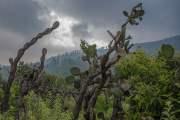 Nature