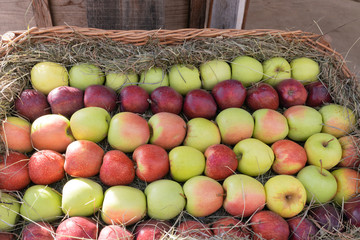 Cesto di mele in esposizione a livo in val di non