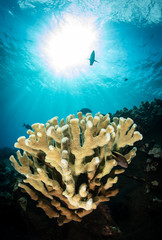 Schools of fish and coral on a reef in Hawaii