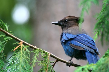 Steller's Blue Jay on Tree Branch