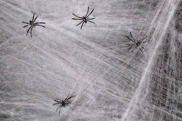 Spider web on heluin scenery. Copy space