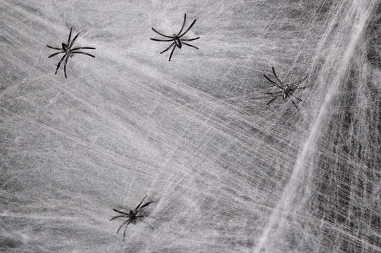 Spider web on heluin scenery. Copy space