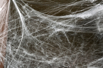 spider web on halloween