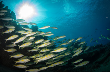 Fototapeta na wymiar Schools of fish and coral on a reef in Hawaii