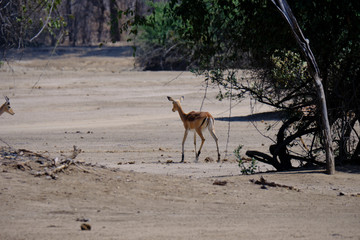 Impala in Mana Pools National Park, Zimbabwe