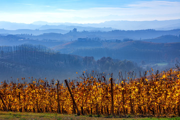 Yellow vineyards and hazy hills on background in Italy.