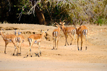 Impala in Mana Pools National Park, Zimbabwe