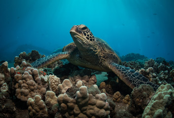 Hawaiian Green Sea turtle on a coral reef in Maui