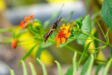 Closeup  beautiful butterfly  & flower in the garden.