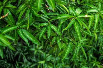 Green background of mango leaf.