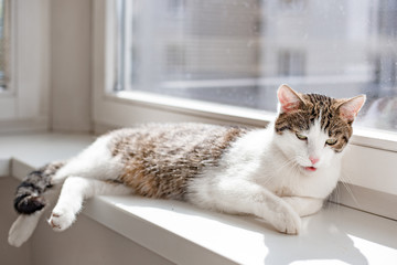 Beautiful home cat lying and licking on the window sill, place for text