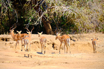 Naklejka na ściany i meble Impala in Mana Pools National Park, Zimbabwe