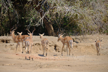 Impala in Mana Pools National Park, Zimbabwe