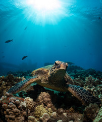 Hawaiian Green Sea turtle on a coral reef in Maui