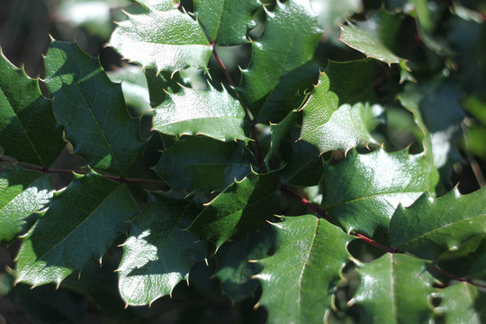 Holly green leaves, closeup.Background with leaves Ilex
