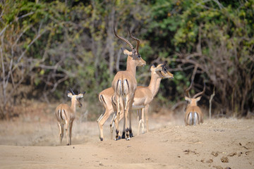 Impala in Mana Pools National Park, Zimbabwe