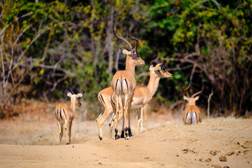 Impala in Mana Pools National Park, Zimbabwe