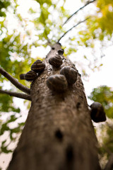 Snails On Tree Autumn