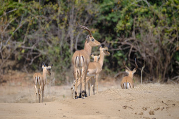 Impala in Mana Pools National Park, Zimbabwe
