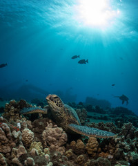 Hawaiian Green Sea turtle on a coral reef in Maui