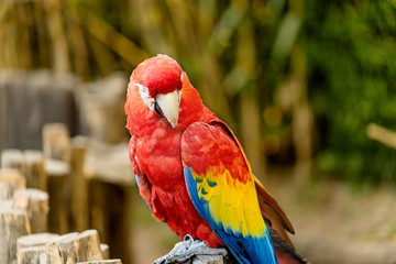 guacamaya