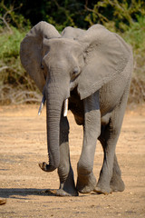 Obraz premium Elephant in Mana Pools National Park, Zimbabwe
