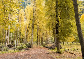  Autumn yellow color forest house forest nature hut