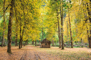  Autumn yellow color forest house forest nature hut