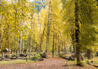  Autumn yellow color forest house forest nature hut