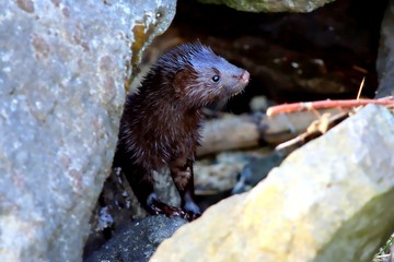 Baby American Mink Hiding in Rocks