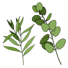 Vector Eucalyptus leaves branch. Black and white engraved ink art. Isolated branches illustration element.