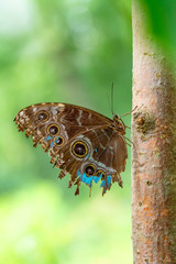 Fototapeta premium Closeup beautiful butterfly & flower in the garden.