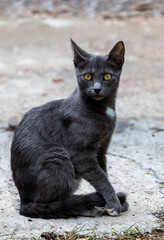 Gray kitten with green eyes close-up