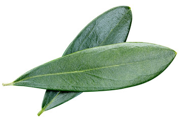 Olive green leaves isolated on white background. Olive leaves Clipping Path