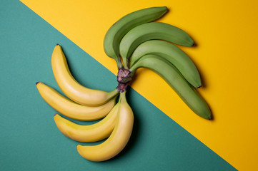 yellow and green bananas on a colored background, ripe and unripe fruit concept