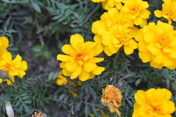 yellow flowers