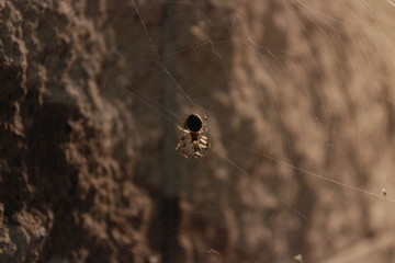 spider