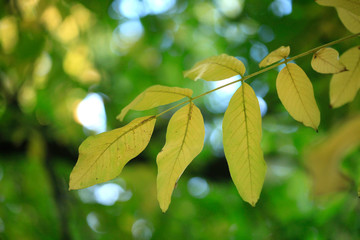 colorful autumn leaves in park