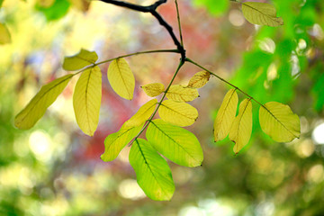 colorful autumn leaves in park