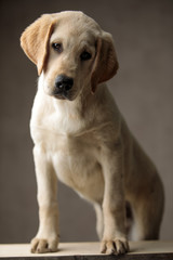 cute labrador retriever standing on wooden box