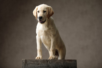 cute labrador retriever standing on wooden box and panting