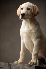 cute labrador retriever standing on wooden box
