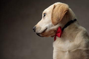 side view of cute labrador retriever wearing red bowtie