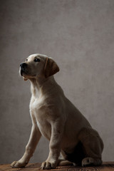 side view of cute labrador retriever looking up in studio