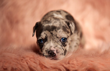 little american bully laying down on fur background